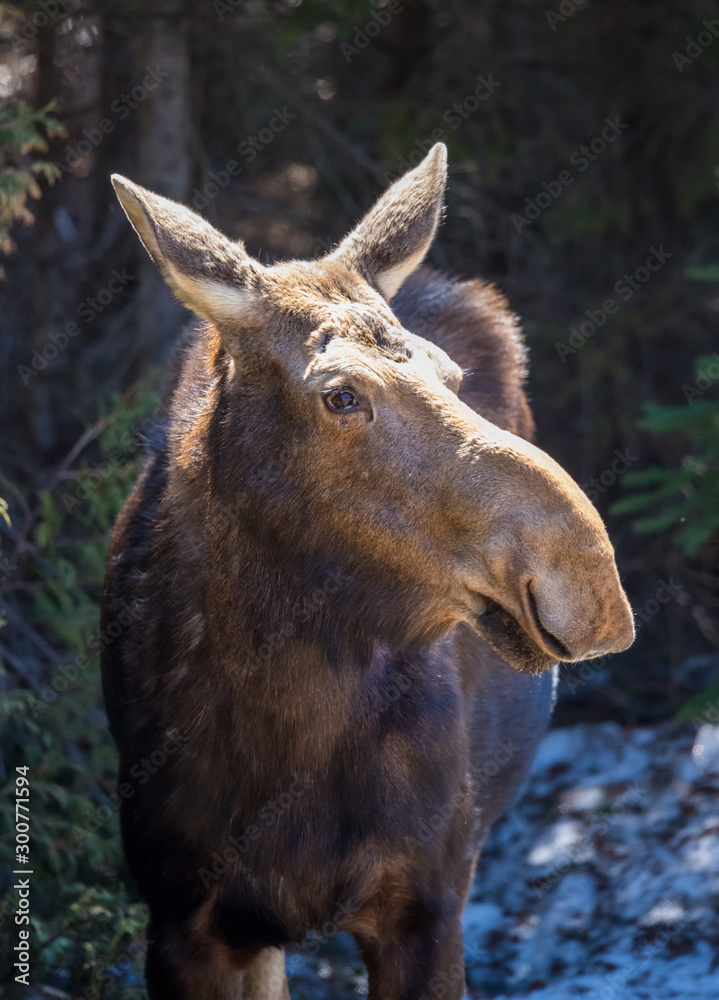 Fototapeta premium moose female with calf