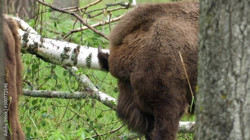 wisent, zubr or aurochs № 9 - a large wild Eurasian ox that was the ancestor of domestic cattle. It was probably exterminated in Britain in the Bronze Age