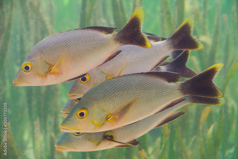 Under water photo, group of Humpback Red Snapper in seagrass, Tropical ocean, Palau, Pacific Under water photo, group of Humpback Red Snapper in seagrass, Tropical ocean, Palau, Pacific