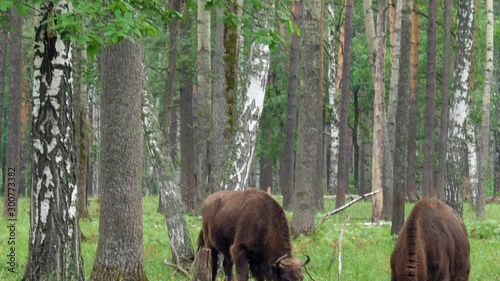 wisent, zubr or aurochs № 8 - a large wild Eurasian ox that was the ancestor of domestic cattle. It was probably exterminated in Britain in the Bronze Age