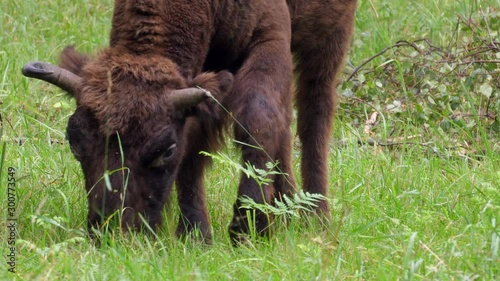 wisent, zubr or aurochs № 7 - a large wild Eurasian ox that was the ancestor of domestic cattle. It was probably exterminated in Britain in the Bronze Age