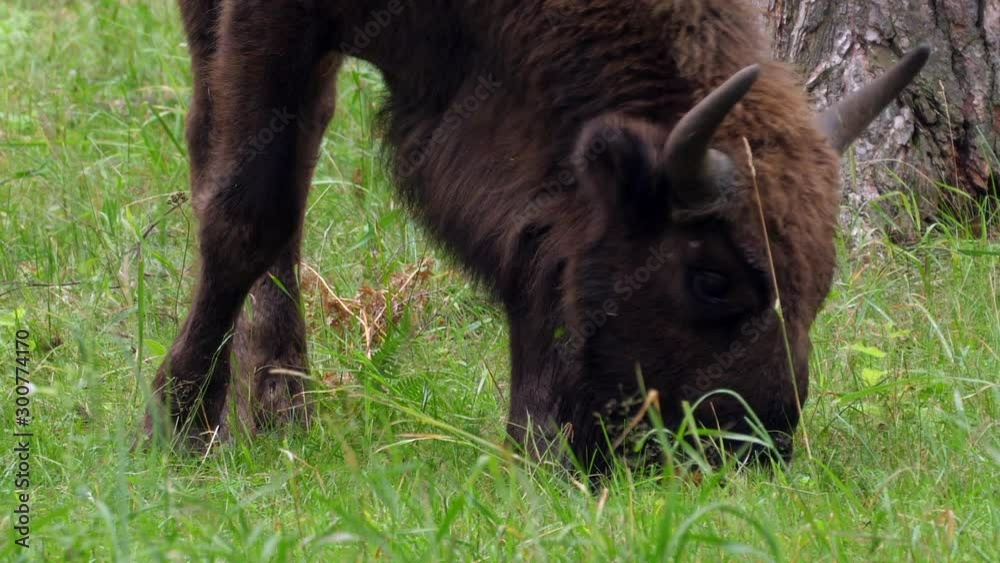 wisent, zubr or aurochs №6 - a large wild Eurasian ox that was the ancestor of domestic cattle. It was probably exterminated in Britain in the Bronze Age wisent, zubr or aurochs №6 - a large wild Eurasian ox that was the ancestor of domestic cattle. It was probably exterminated in Britain in the Bronze Age