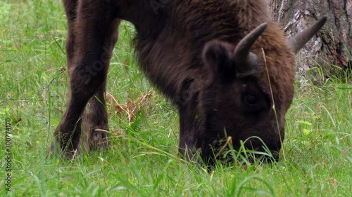 wisent, zubr or aurochs №6 - a large wild Eurasian ox that was the ancestor of domestic cattle. It was probably exterminated in Britain in the Bronze Age