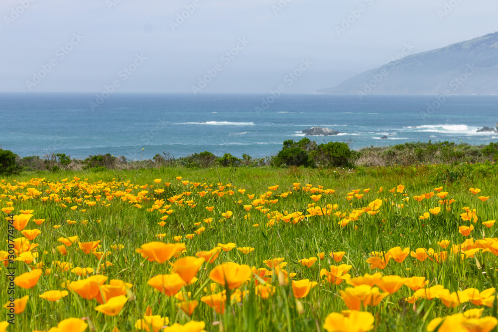 Fototapeta premium California Poppies On The Coastline