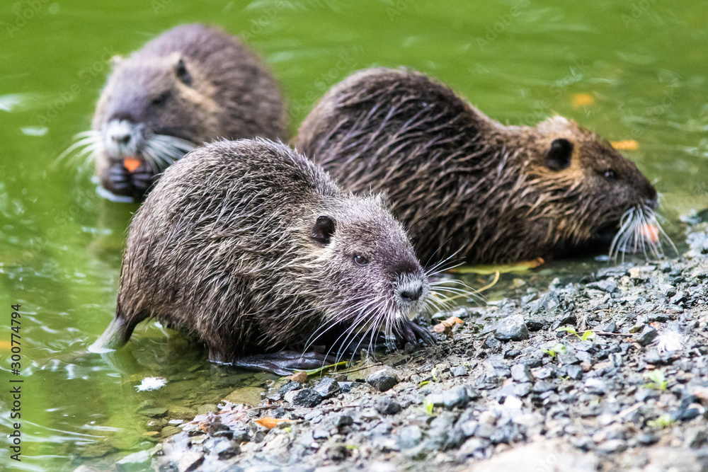 Coypu (Myocastor coypus) family at the pond shore Coypu (Myocastor coypus) family at the pond shore