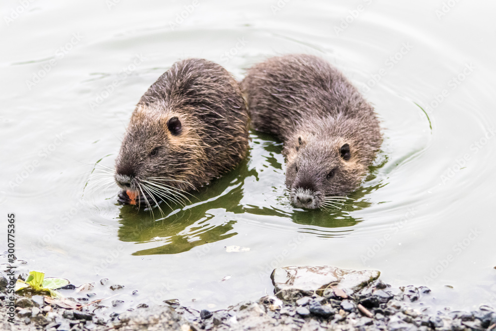 Coypu (Myocastor coypus) family eating carrots at the pond shore Coypu (Myocastor coypus) family eating carrots at the pond shore