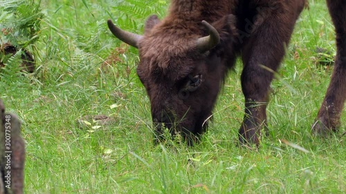 wisent, zubr or aurochs №4 - a large wild Eurasian ox that was the ancestor of domestic cattle. It was probably exterminated in Britain in the Bronze Age