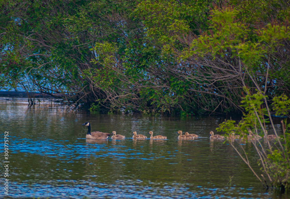 Canada Geese family. Canada Geese family.