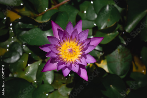 Nymphaea