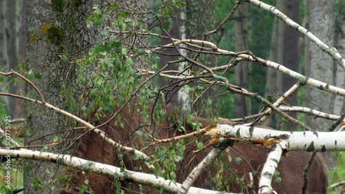 wisent, zubr or aurochs №3 - a large wild Eurasian ox that was the ancestor of domestic cattle. It was probably exterminated in Britain in the Bronze Age