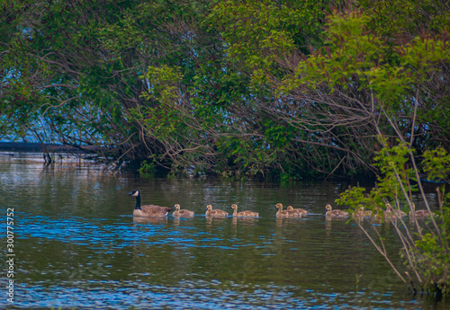 Canada Geese family.