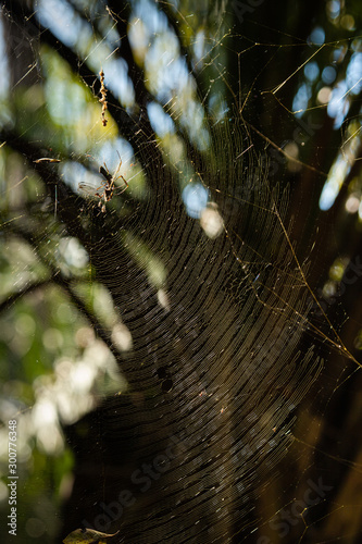 Spider web in sunlight. Old spider web with lensflare. Colorful  abstract scene.