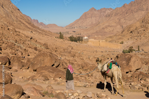 The Bedouin leads one-humped camel dromedary along a mountain path. Beautiful morning landscape of the Sinai Mountains of Moses.