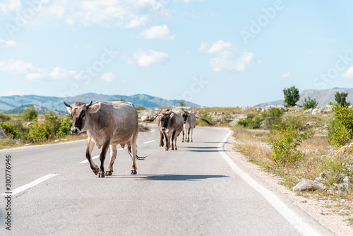 Cows on the road on a nice sunny day 