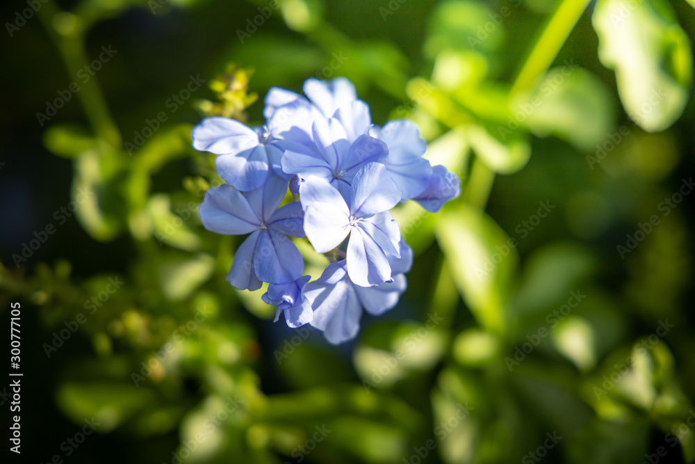 Fototapeta premium The background image of the colorful flowers