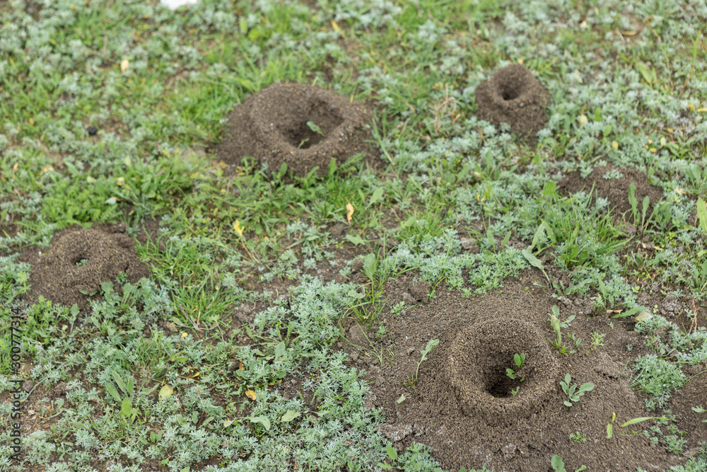 Anthill on a background of fresh greenery. Details of the wild life of ants.