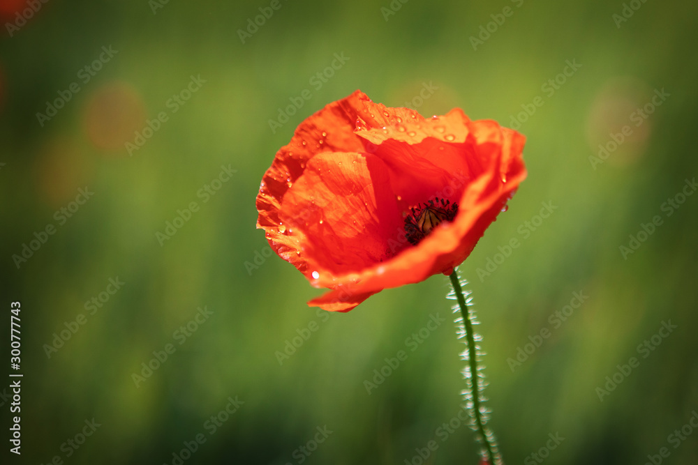 Poppy of Normandy