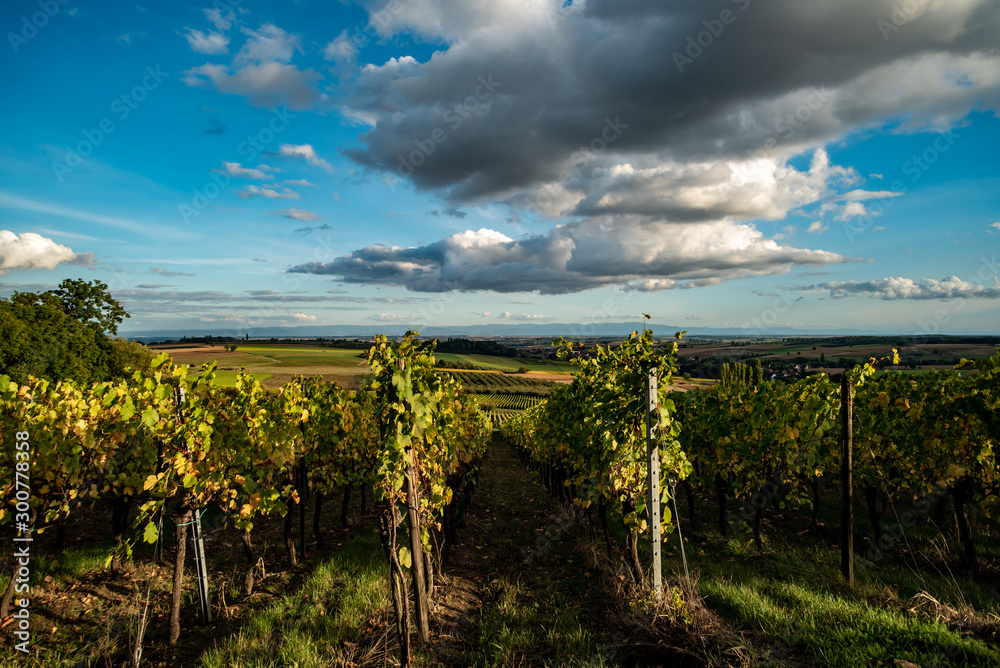 vineyard with blue sky and clouds