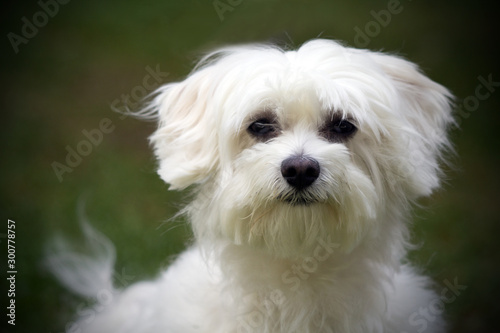 cagnolino maltese