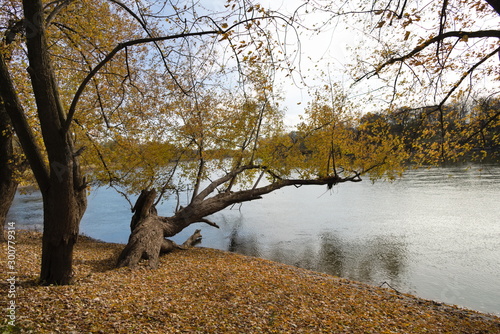 Autumn Tree By The River