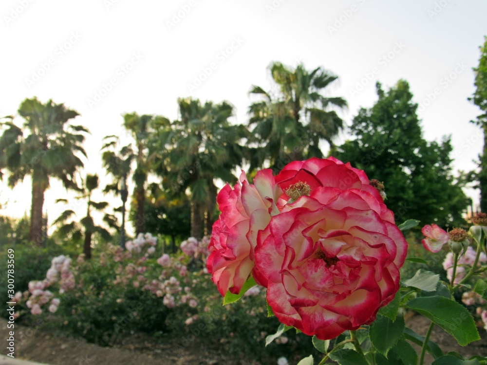 Rosas matizadas blancas y rojas Stock Photo | Adobe Stock
