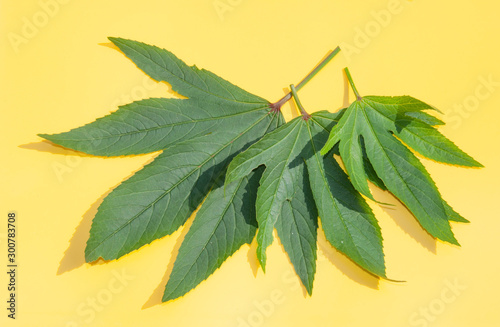 Green leaves on yellow background