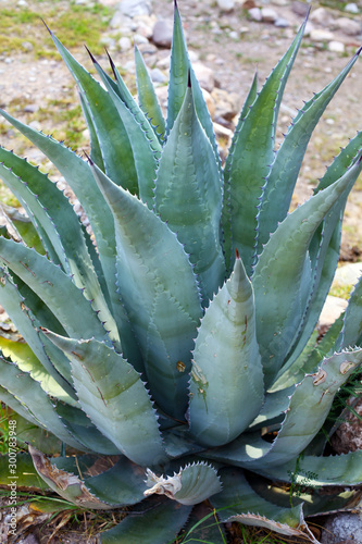 Agave Plant