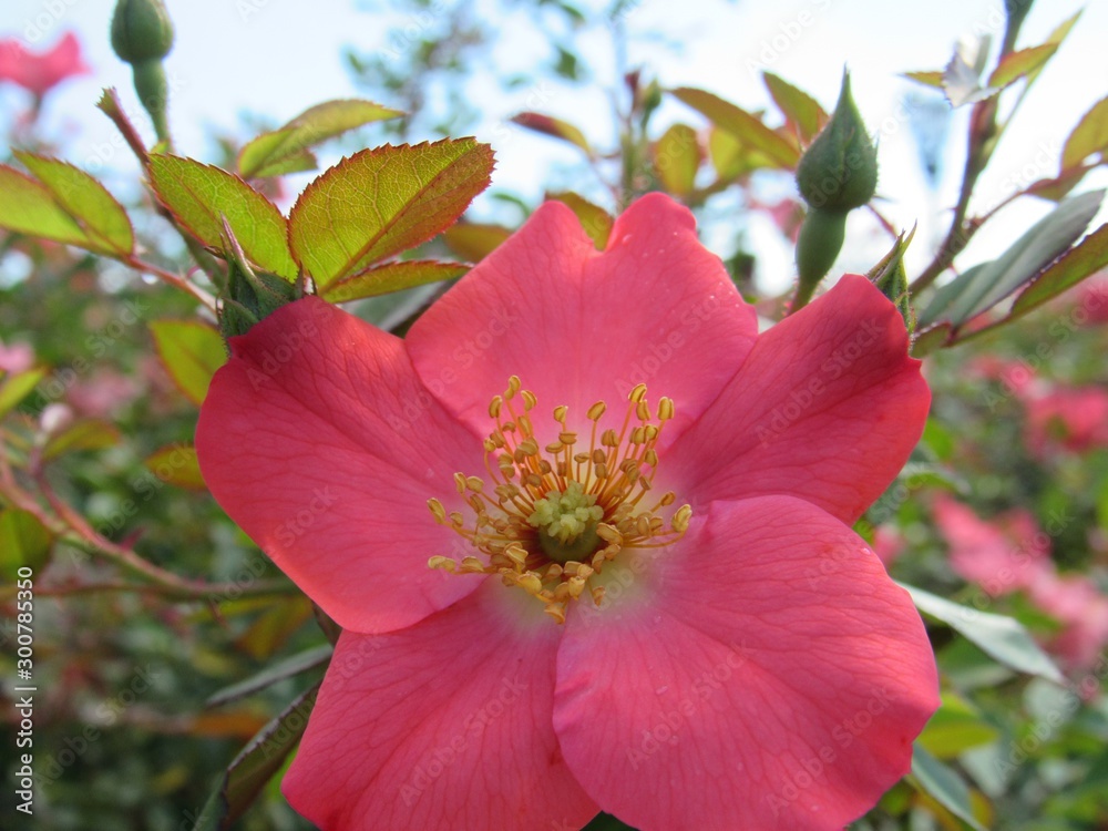 Obraz premium Rosa simple abierta