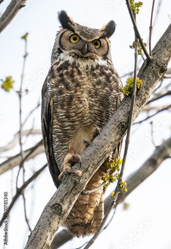 A Great Horned Owl perched in a tree.