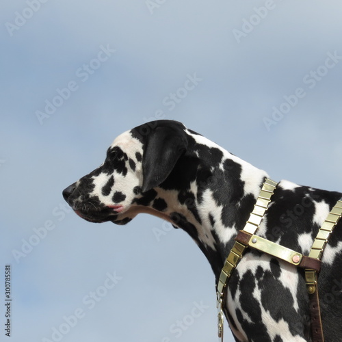 Dalmatian