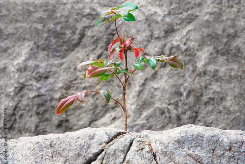 Young plant grows in stone. Thirst for life concept. photo