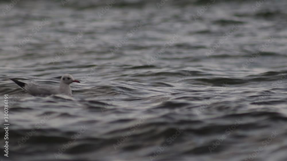 Seagulls swimming in the beautiful blue sea with waves. Wild birds in a natural habitat. Close-up, bird-watching Seagulls swimming in the beautiful blue sea with waves. Wild birds in a natural habitat. Close-up, bird-watching
