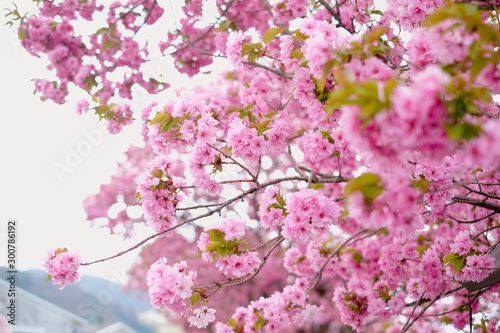 Wallpaper Mural Soft, selective focus of beautiful sakura flower bloom blossom springtime nature at Japan. Torontodigital.ca