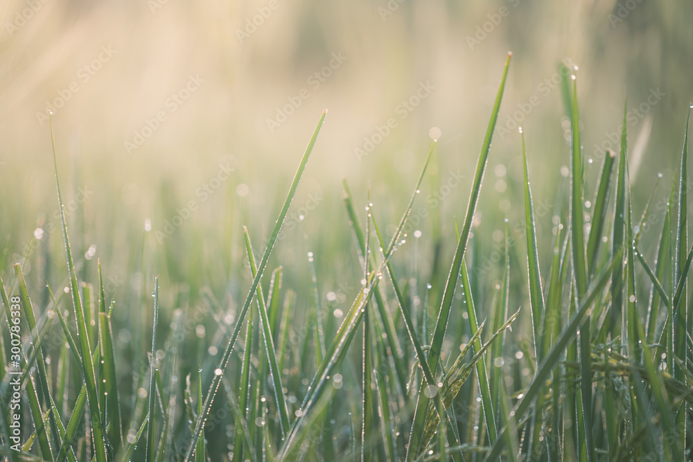 Rice farm,Rice field,Rice paddy, rice pants,Bokeh dew drops on the top of the rice fields in the morning sun,along with the rice fields that emphasize the soft background. Rice farm,Rice field,Rice paddy, rice pants,Bokeh dew drops on the top of the rice fields in the morning sun,along with the rice fields that emphasize the soft background.