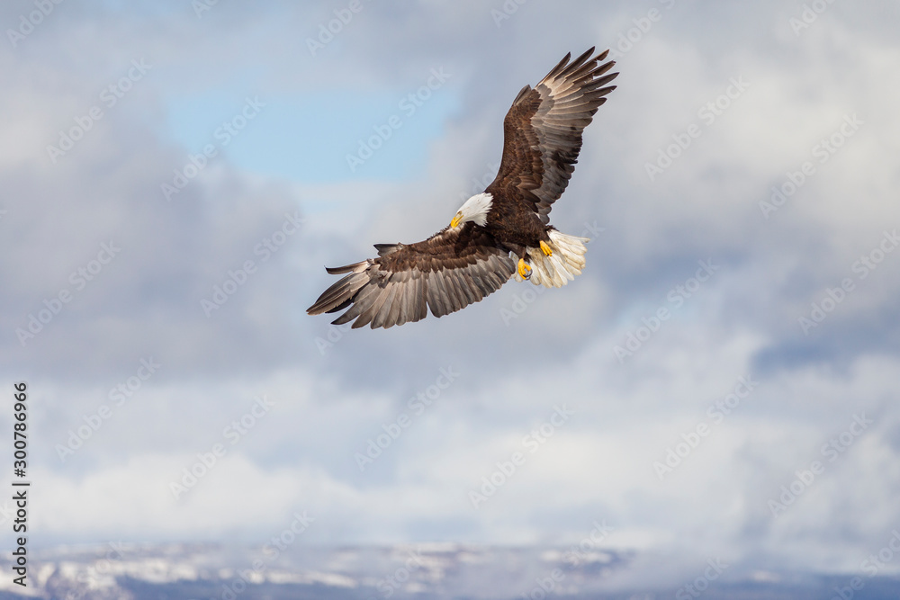 Adult North America Bald Eagle in Kachemak Bay, Alaska Adult North America Bald Eagle in Kachemak Bay, Alaska