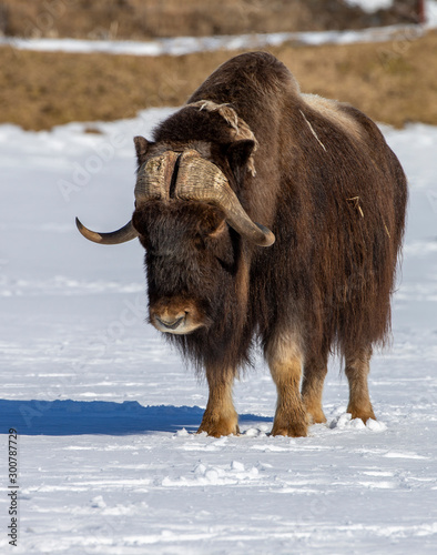 Northern Musk Ox in Alaska