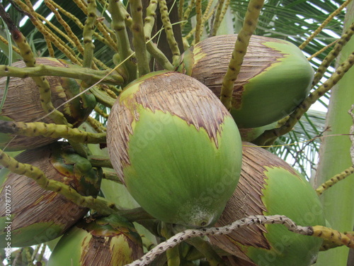 Cocos verdes en la palmera photo