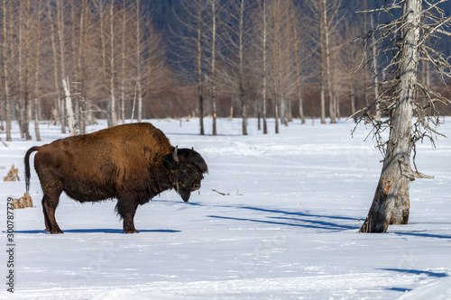 The wood bison or mountain bison in Alaskan Forest