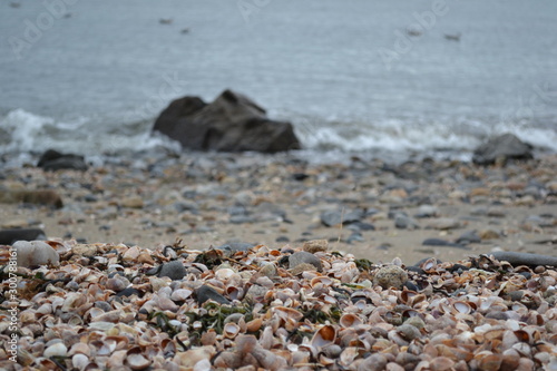Shells at the Beach