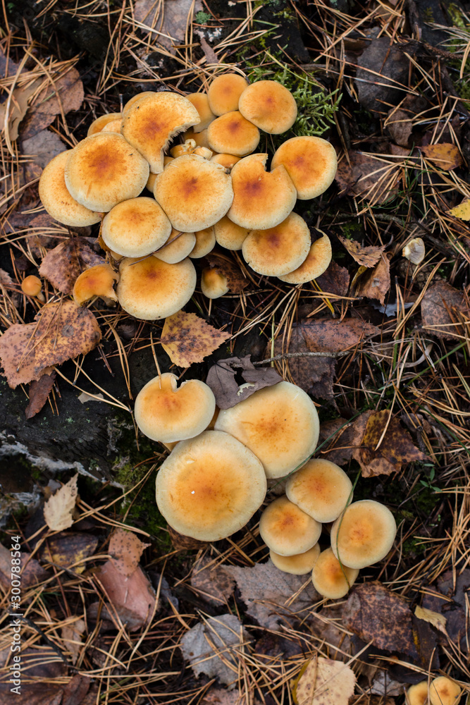 Background. Mushroom family in the autumn forest. Background. Mushroom family in the autumn forest.