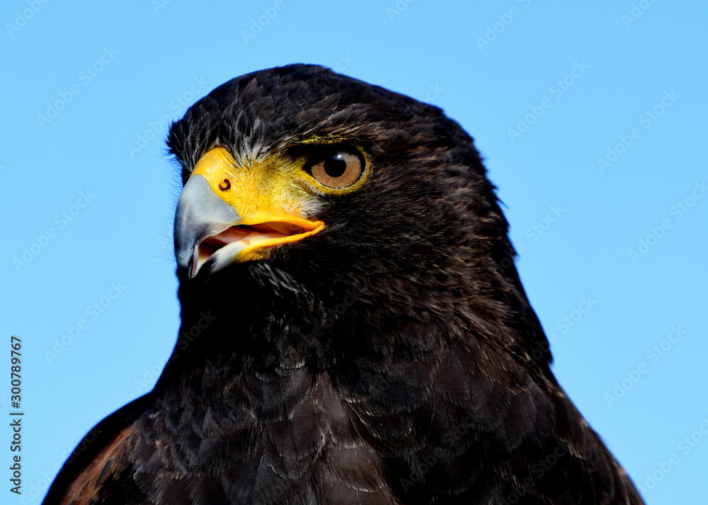 Obraz premium bird, hawk, bird of prey, nature,wildlife, ,nature, predator, wild, portrait, beak, hunter, raptor, brown, head, 