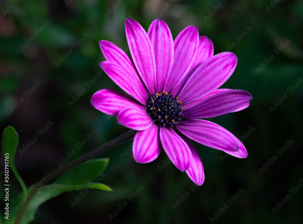 Obraz premium Fuchsia Flower with isolated background