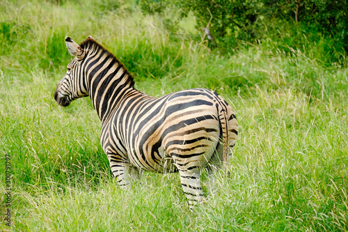 African zebra grazing in the wild