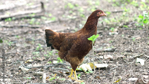 Chicken - Rhode Island Red