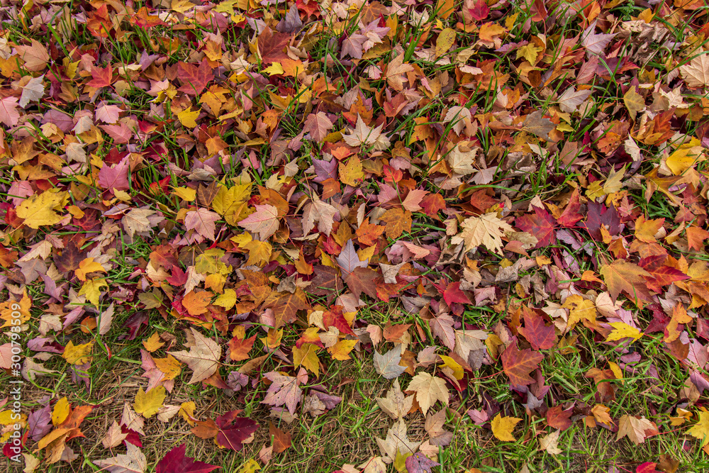Wet, colorful, autumn leaves on the ground Wet, colorful, autumn leaves on the ground