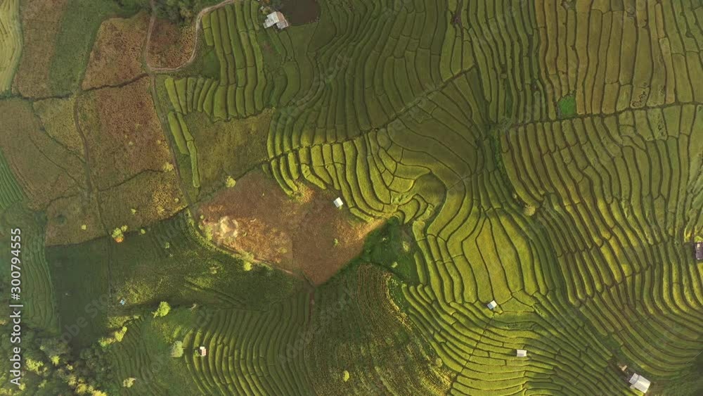 Aerial top view, Pa Bong Piang paddy terraced rice fields with farm huts, Mae Chaem, Chiang Mai Thailand