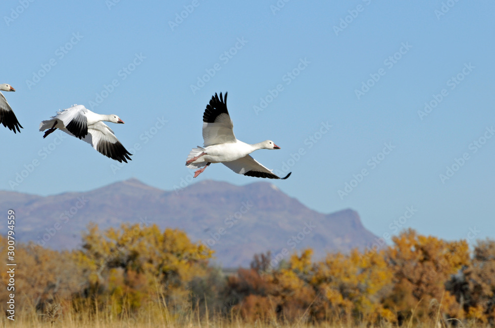 Obraz premium Snow Goose Soaring Above Bosque Del Apache