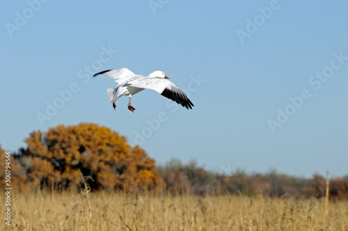 Solitary Snow Goose Flying Above Bosque Del Apache © Old Bear Photo