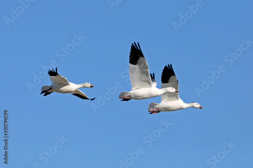 Snow Geese Flying Against Blue Sky at Bosque Del Apache