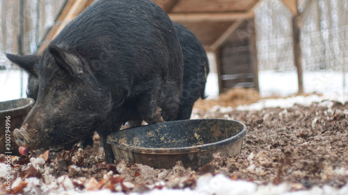 Pigs In Winter Feeding